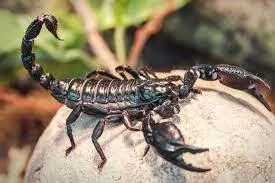 Bị bọ cạp cắn: Dấu hiệu nhận biết và xử lý như thế nào cho đúng?