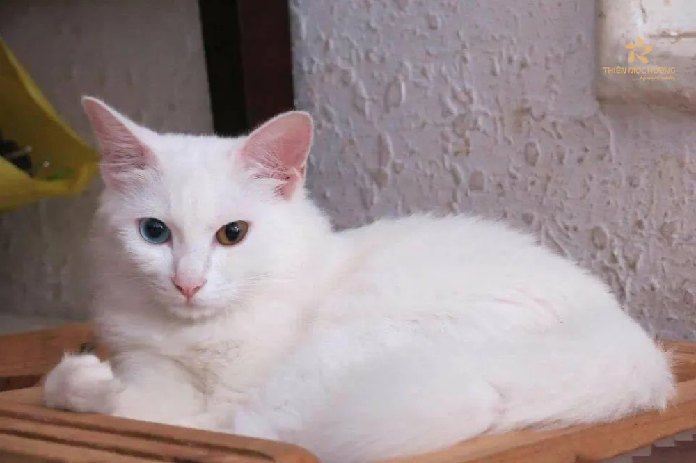 Mèo trắng vào nhà là điềm gì? Quan niệm về mèo trắng trong tâm linh