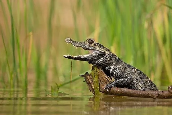 Nằm mơ thấy cá sấu tiềm ẩn sức mạnh vô biên?