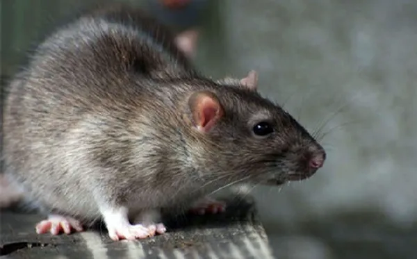 Nằm mơ thấy chuột là điềm tốt hay xấu? Số may mắn liên quan