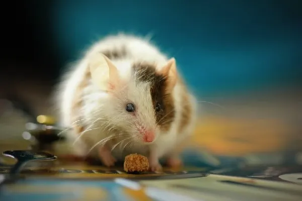 Nằm mơ thấy chuột là điềm tốt hay xấu? Số may mắn liên quan