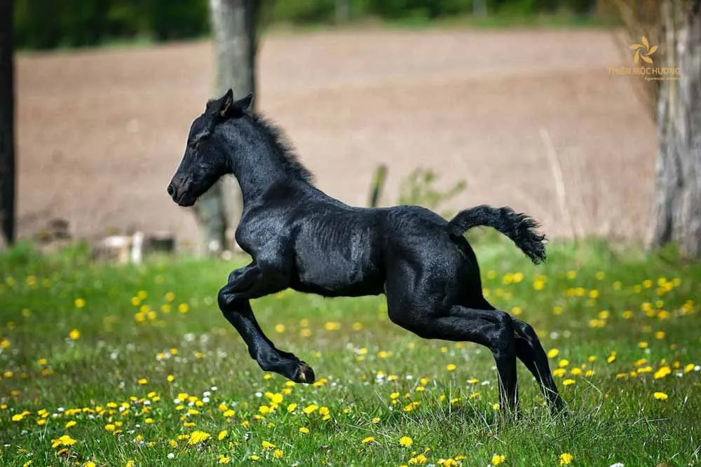 Nằm mơ thấy ngựa trắng, ngựa đen điềm gì? Đánh số nào?