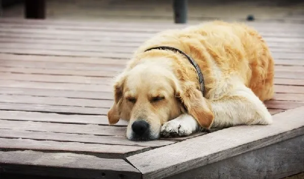 Những điều bạn cần biết khi nằm mơ thấy chó vào nhà